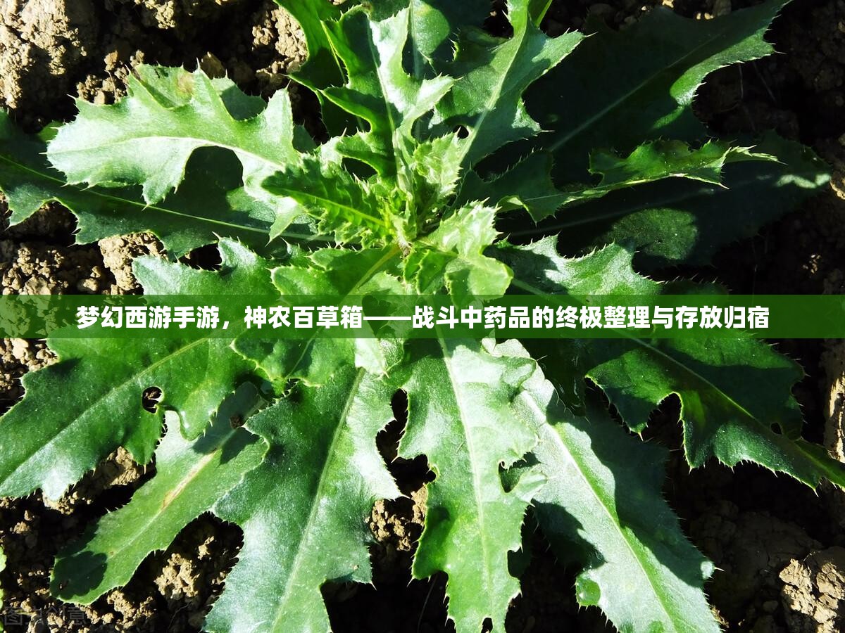 夢幻西游手游，神農(nóng)百草箱——戰(zhàn)斗中藥品的終極整理與存放歸宿
