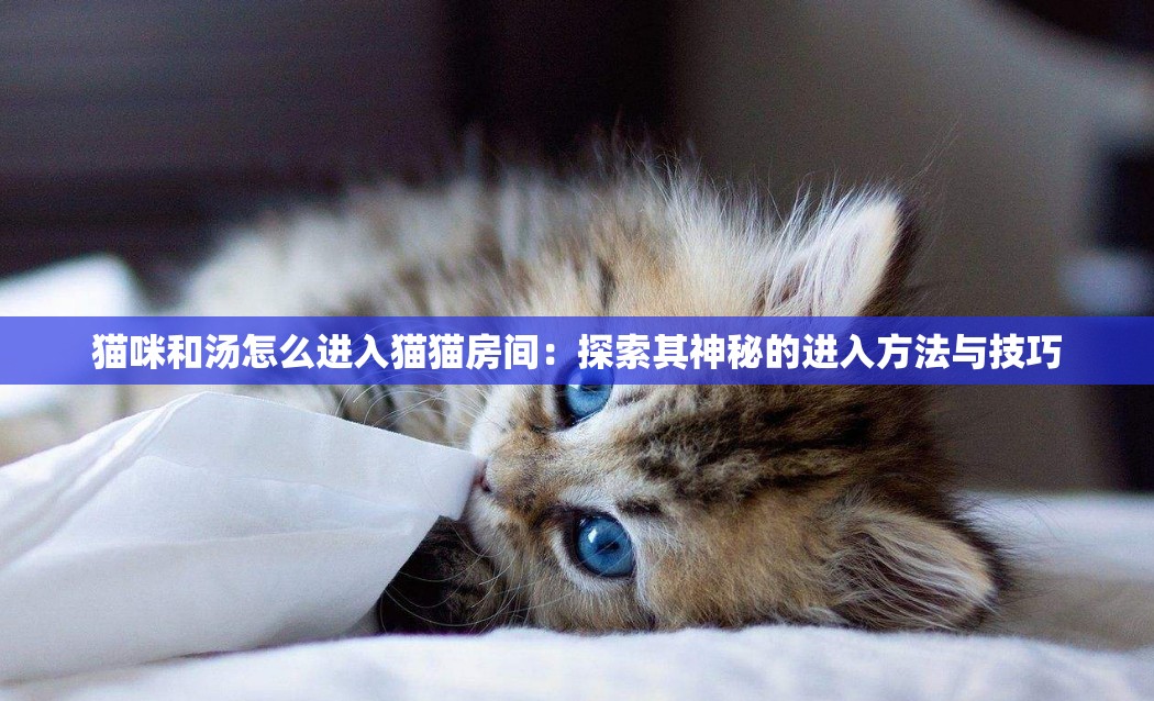 貓咪和湯怎么進入貓貓房間：探索其神秘的進入方法與技巧