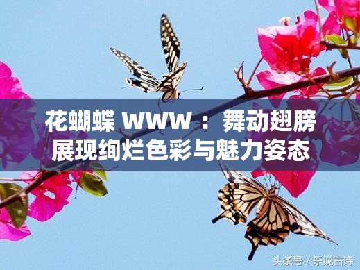 花蝴蝶 WWW ：舞動(dòng)翅膀展現(xiàn)絢爛色彩與魅力姿態(tài)