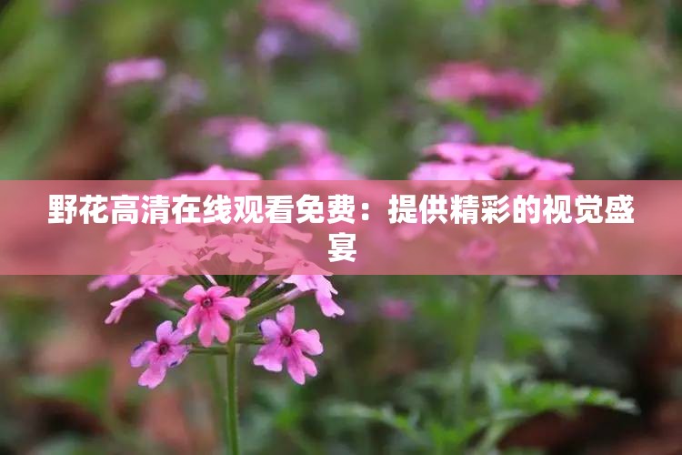 野花高清在線觀看免費(fèi)：提供精彩的視覺盛宴