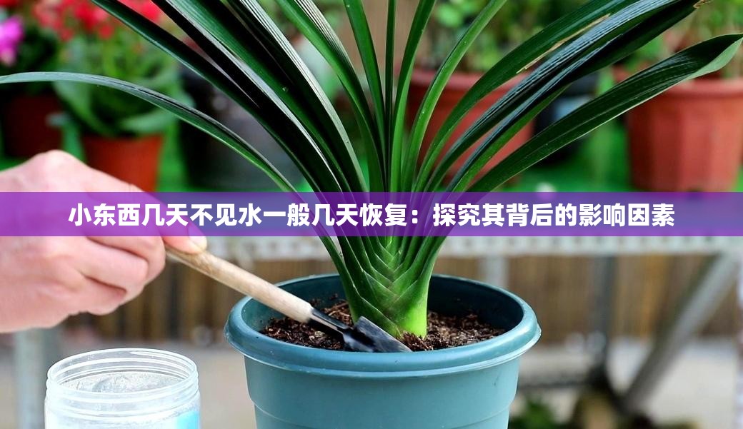 小東西幾天不見水一般幾天恢復(fù)：探究其背后的影響因素