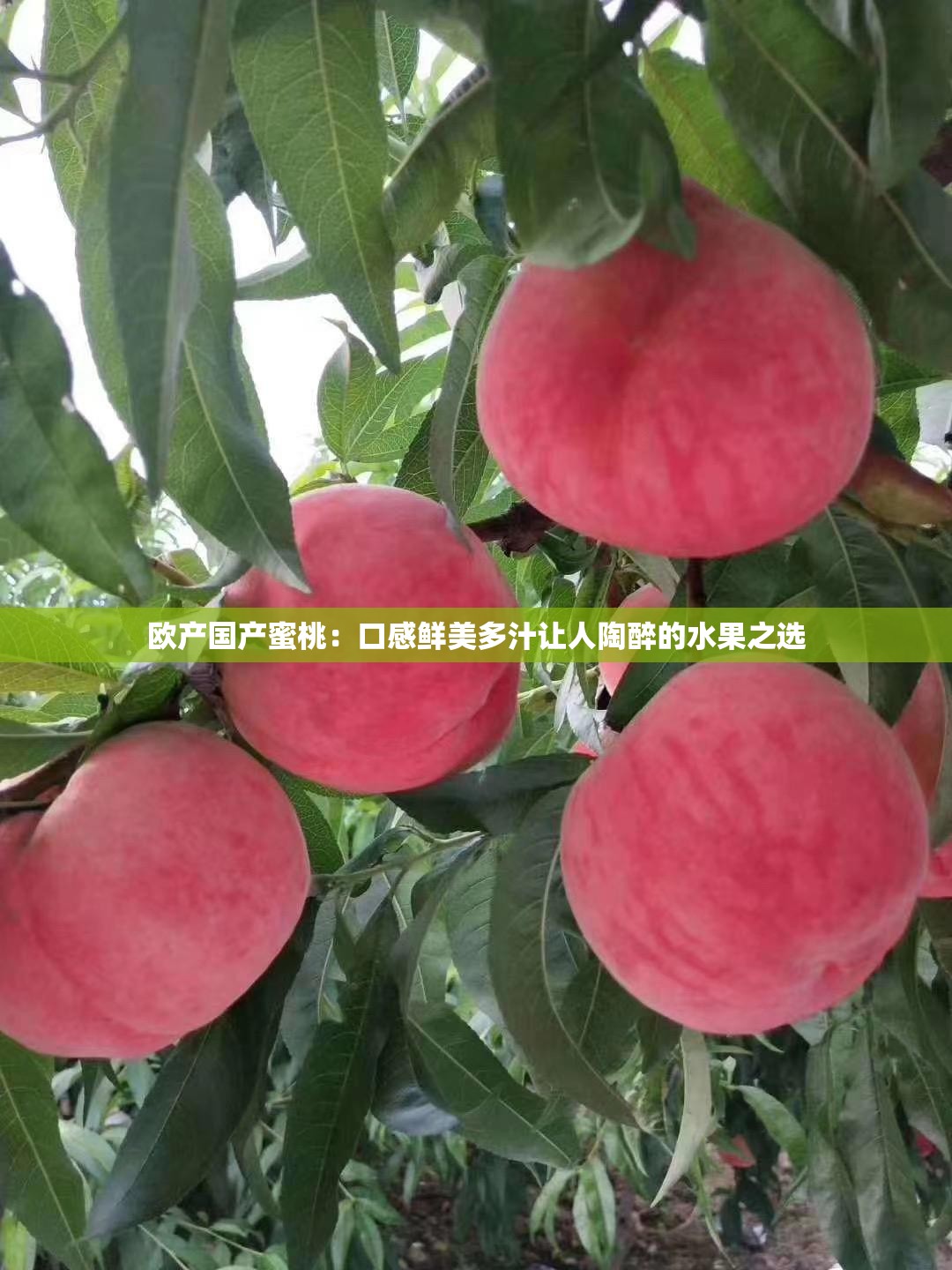 歐產(chǎn)國產(chǎn)蜜桃：口感鮮美多汁讓人陶醉的水果之選