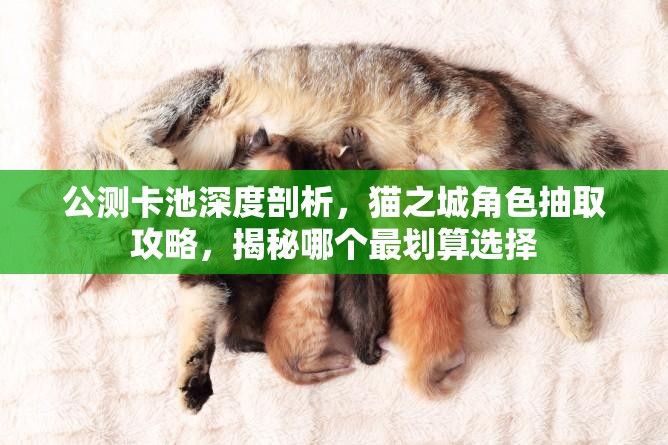 公測卡池深度剖析，貓之城角色抽取攻略，揭秘哪個最劃算選擇