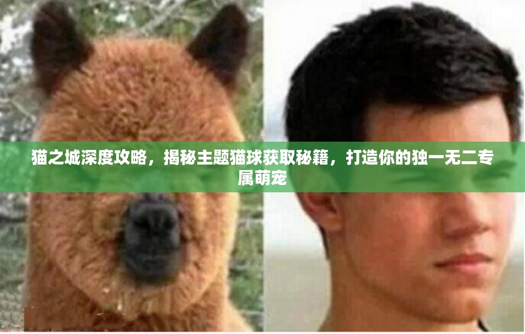 貓之城深度攻略，揭秘主題貓球獲取秘籍，打造你的獨(dú)一無二專屬萌寵