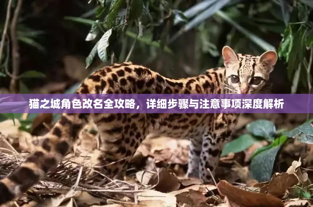 貓之城角色改名全攻略，詳細(xì)步驟與注意事項(xiàng)深度解析