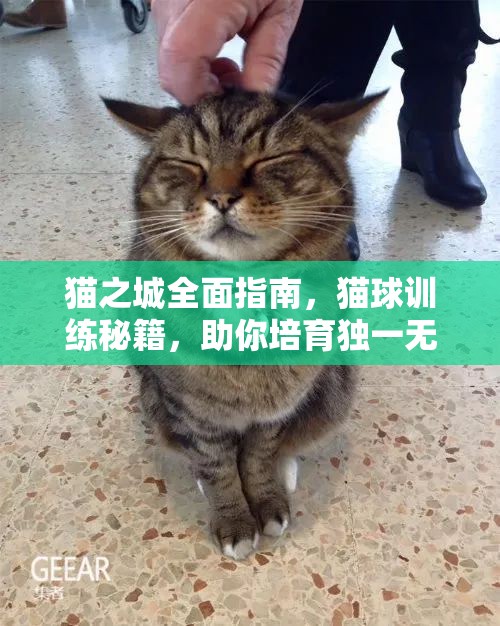 貓之城全面指南，貓球訓練秘籍，助你培育獨一無二的專屬萌寵