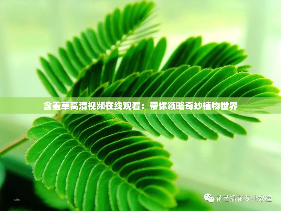 含羞草高清視頻在線觀看：帶你領略奇妙植物世界