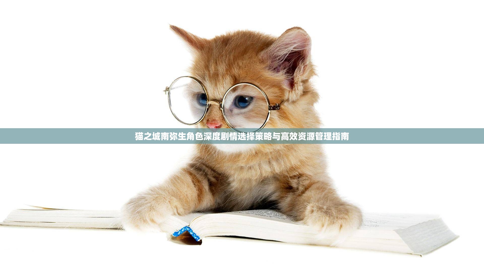 貓之城南彌生角色深度劇情選擇策略與高效資源管理指南