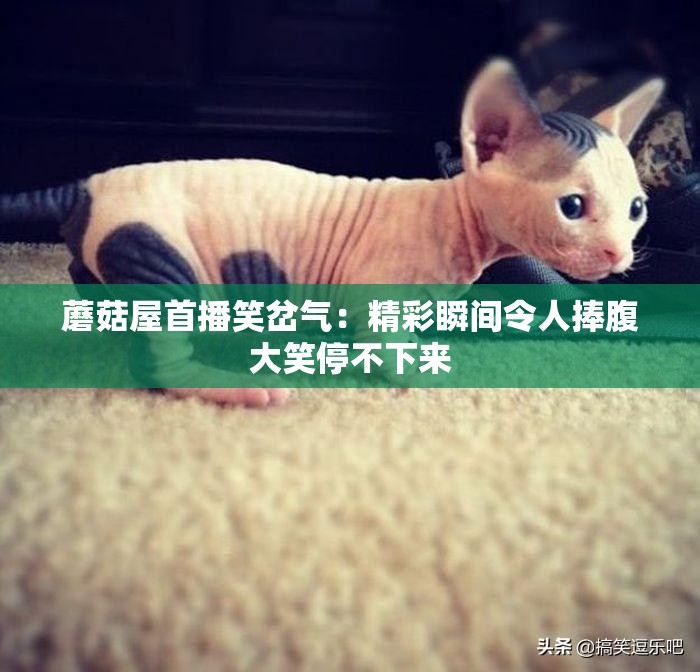 蘑菇屋首播笑岔氣：精彩瞬間令人捧腹大笑停不下來(lái)