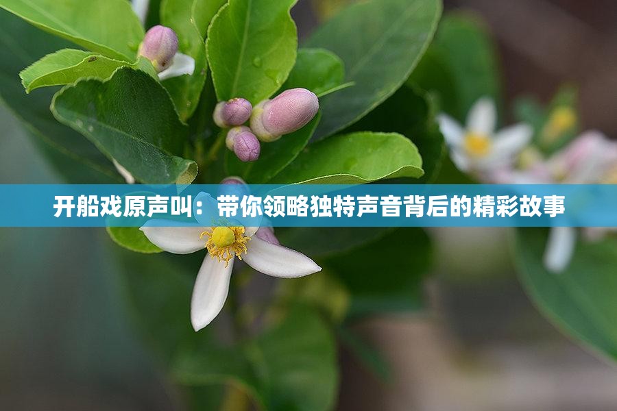 開船戲原聲叫：帶你領(lǐng)略獨特聲音背后的精彩故事