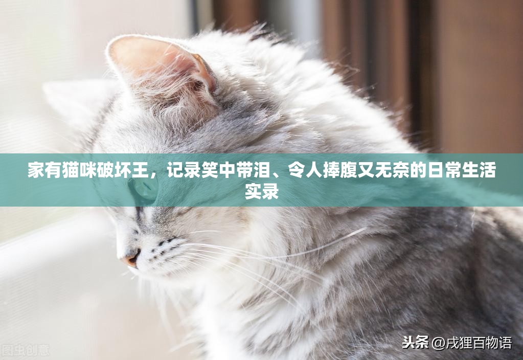 家有貓咪破壞王，記錄笑中帶淚、令人捧腹又無奈的日常生活實錄