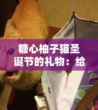 糖心柚子貓圣誕節(jié)的禮物：給你帶來(lái)溫馨與驚喜