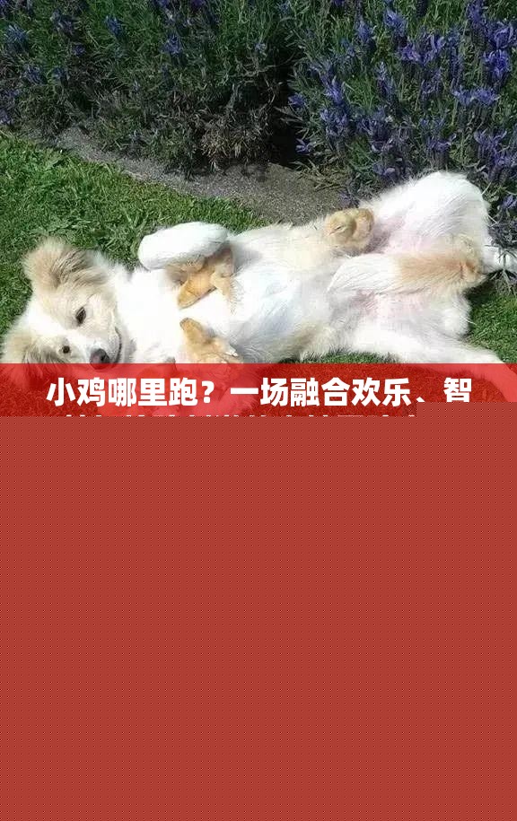小雞哪里跑？一場融合歡樂、智慧與驚險刺激的奇妙冒險之旅