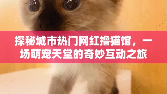 探秘城市熱門網(wǎng)紅擼貓館，一場萌寵天堂的奇妙互動之旅