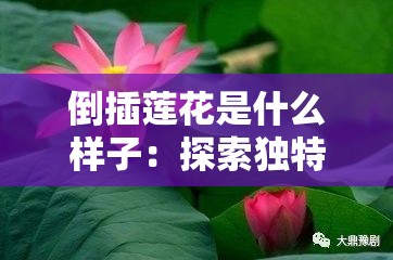 倒插蓮花是什么樣子：探索獨(dú)特形態(tài)與魅力所在