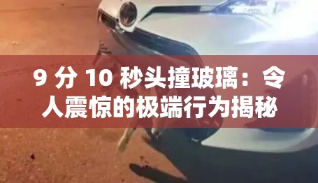 9 分 10 秒頭撞玻璃：令人震驚的極端行為揭秘