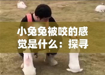 小兔兔被咬的感覺是什么：探尋其背后的生理與心理反應(yīng)