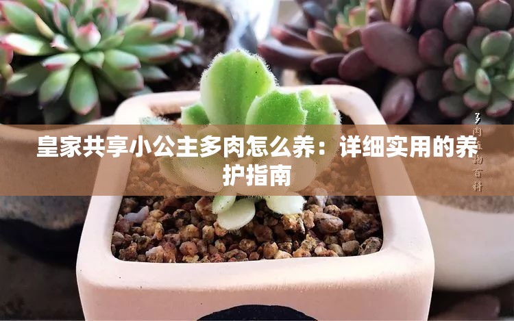 皇家共享小公主多肉怎么養(yǎng)：詳細實用的養(yǎng)護指南