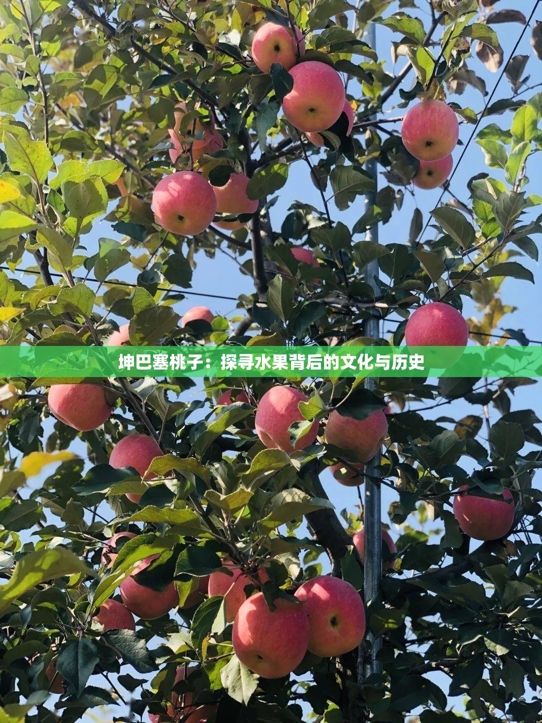 坤巴塞桃子：探尋水果背后的文化與歷史