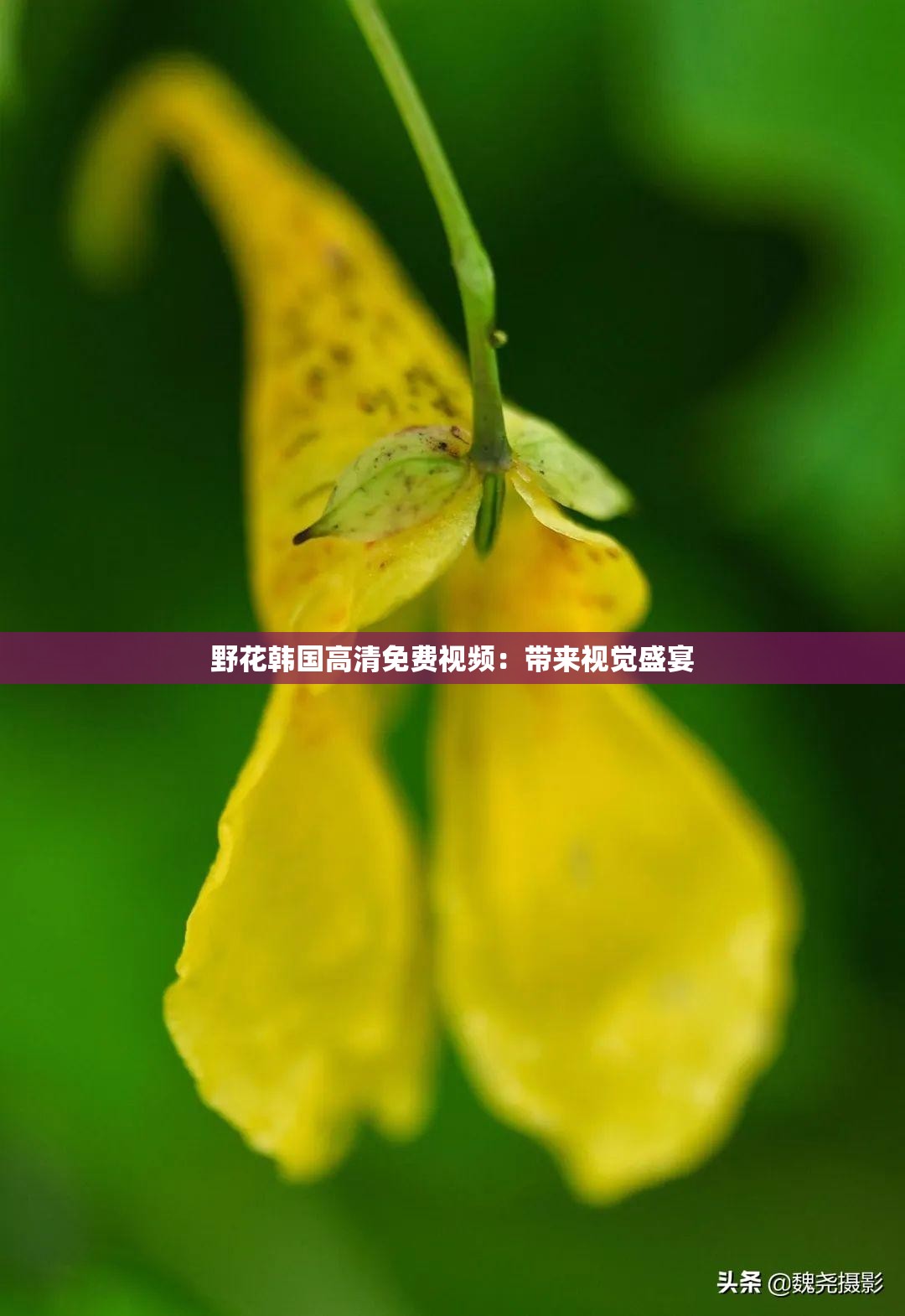 野花韓國(guó)高清免費(fèi)視頻：帶來(lái)視覺(jué)盛宴