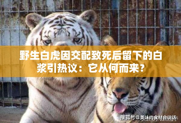 野生白虎因交配致死后留下的白漿引熱議：它從何而來？