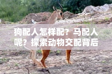 狗配人怎樣配？馬配人呢？探索動(dòng)物交配背后的奧秘