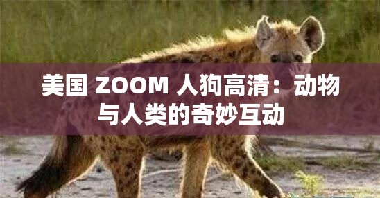 美國 ZOOM 人狗高清：動(dòng)物與人類的奇妙互動(dòng)