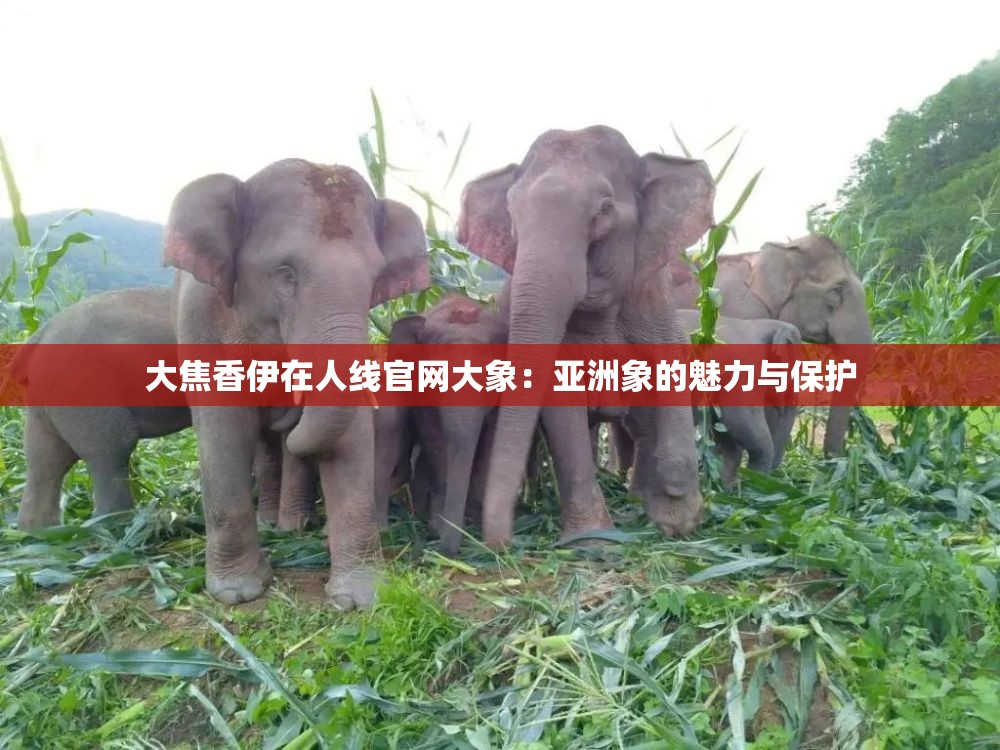 大焦香伊在人線官網(wǎng)大象：亞洲象的魅力與保護