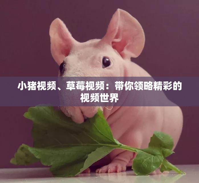 小豬視頻、草莓視頻：帶你領(lǐng)略精彩的視頻世界