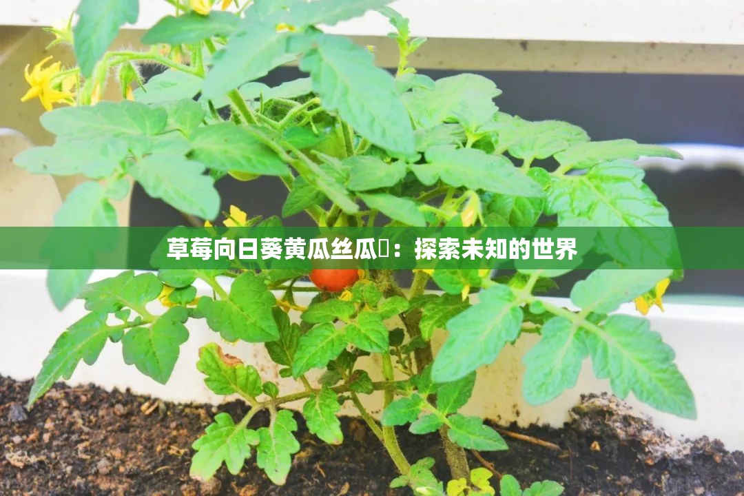 草莓向日葵黃瓜絲瓜汅：探索未知的世界