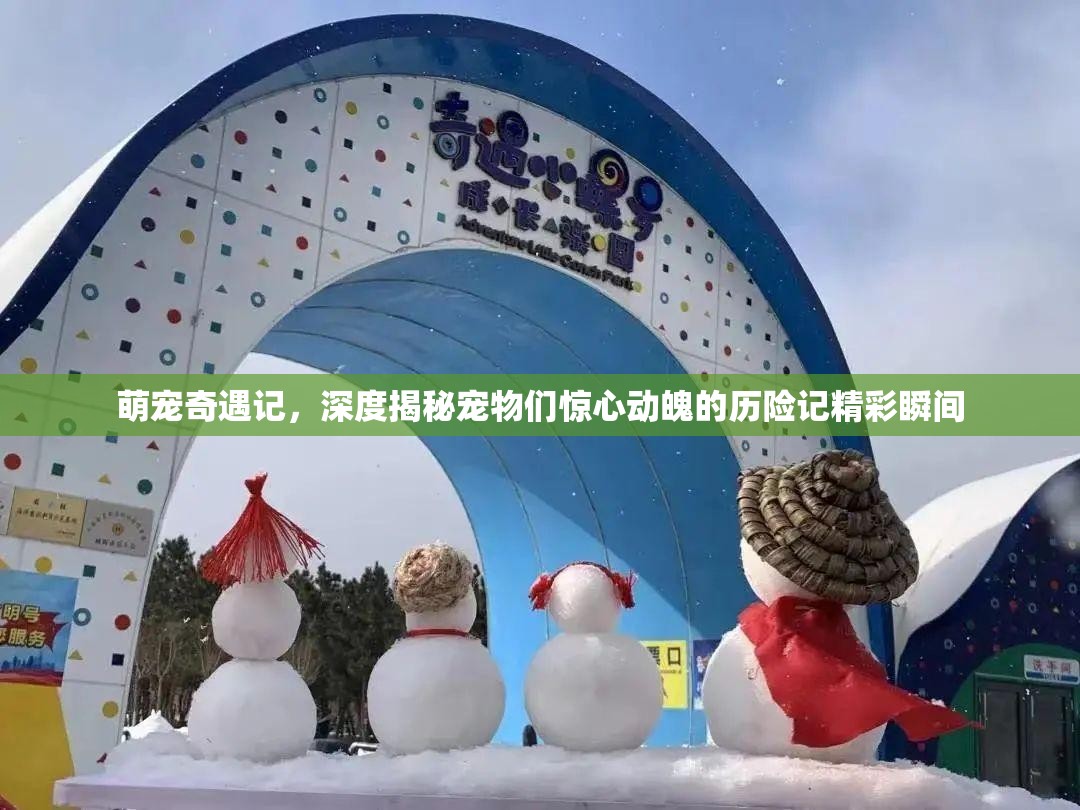 萌寵奇遇記，深度揭秘寵物們驚心動(dòng)魄的歷險(xiǎn)記精彩瞬間