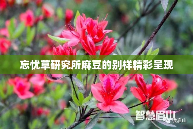 忘憂草研究所麻豆的別樣精彩呈現(xiàn)