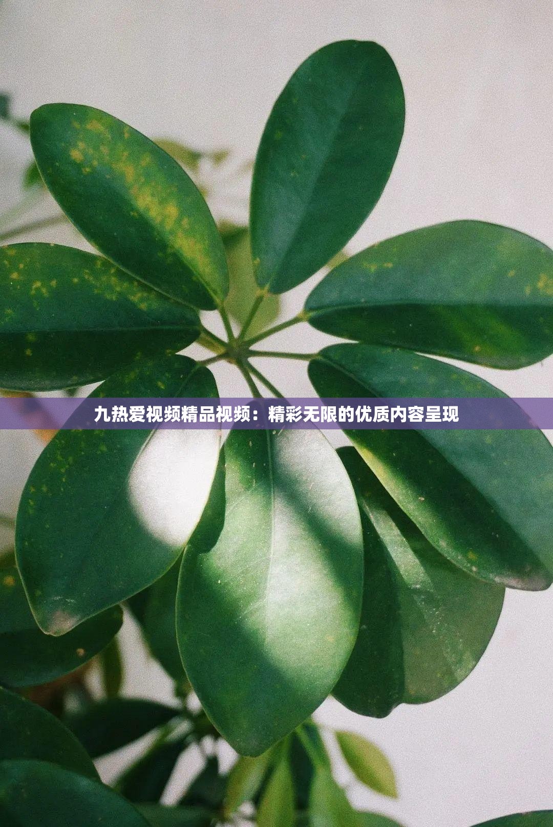 九熱愛視頻精品視頻：精彩無限的優(yōu)質內容呈現
