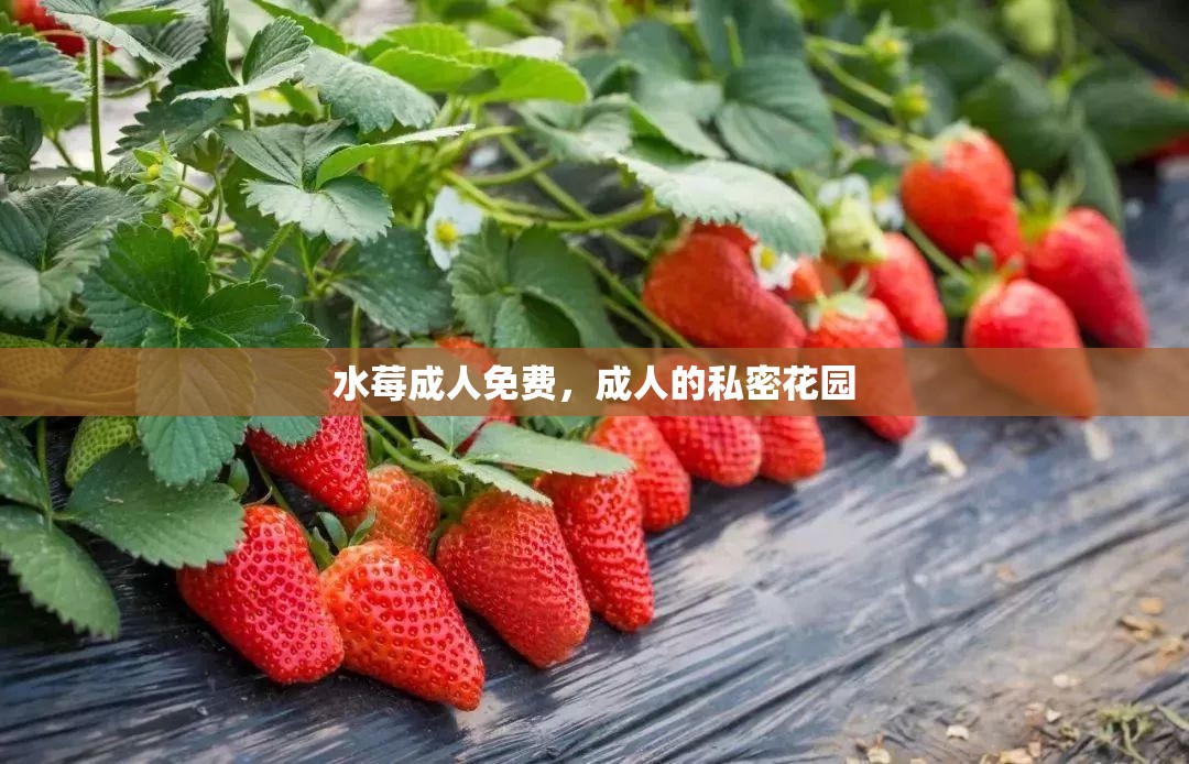 水莓成人免費，成人的私密花園