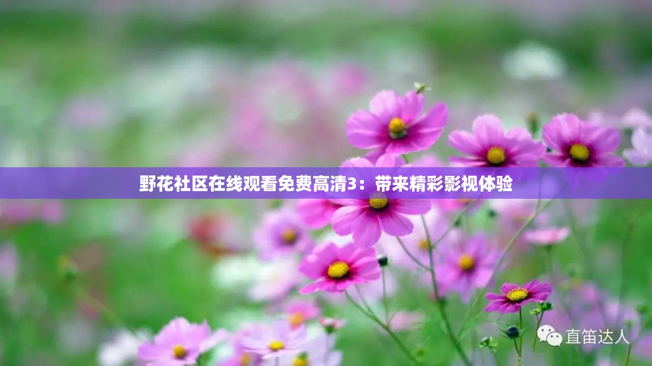野花社區(qū)在線觀看免費高清3：帶來精彩影視體驗