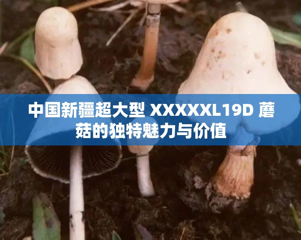 中國新疆超大型 XXXXXL19D 蘑菇的獨特魅力與價值