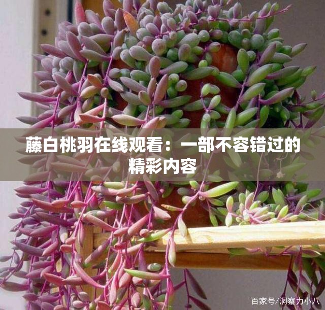 藤白桃羽在線觀看：一部不容錯(cuò)過(guò)的精彩內(nèi)容