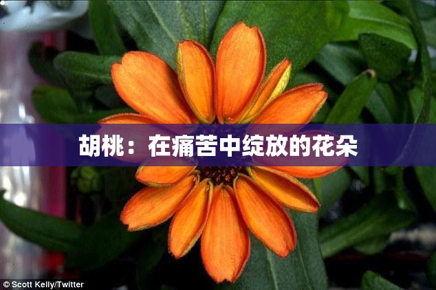 胡桃：在痛苦中綻放的花朵