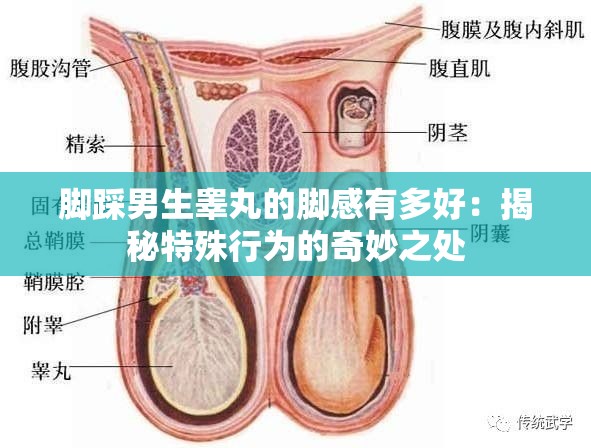 腳踩男生睪丸的腳感有多好：揭秘特殊行為的奇妙之處