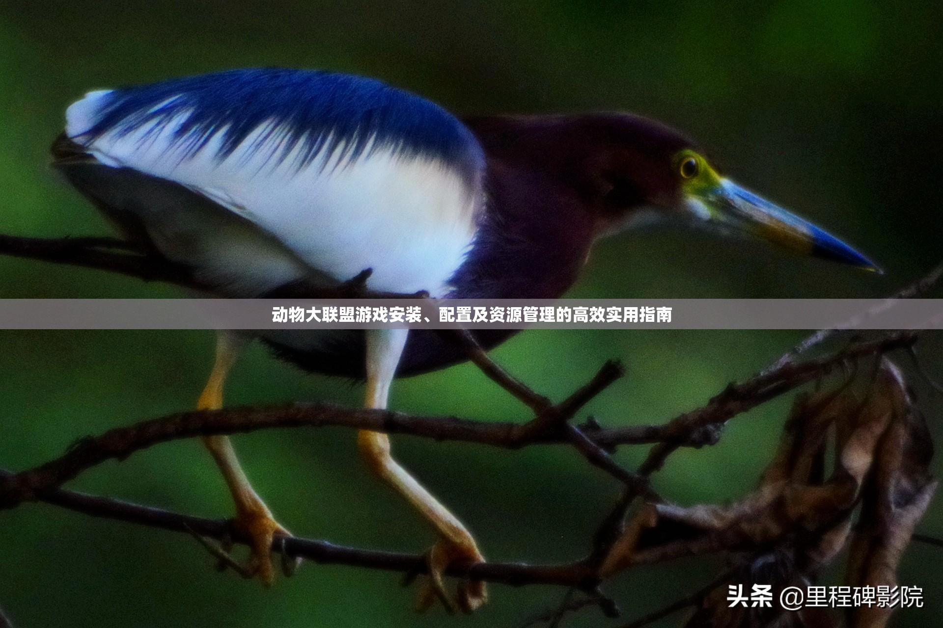 動(dòng)物大聯(lián)盟游戲安裝、配置及資源管理的高效實(shí)用指南
