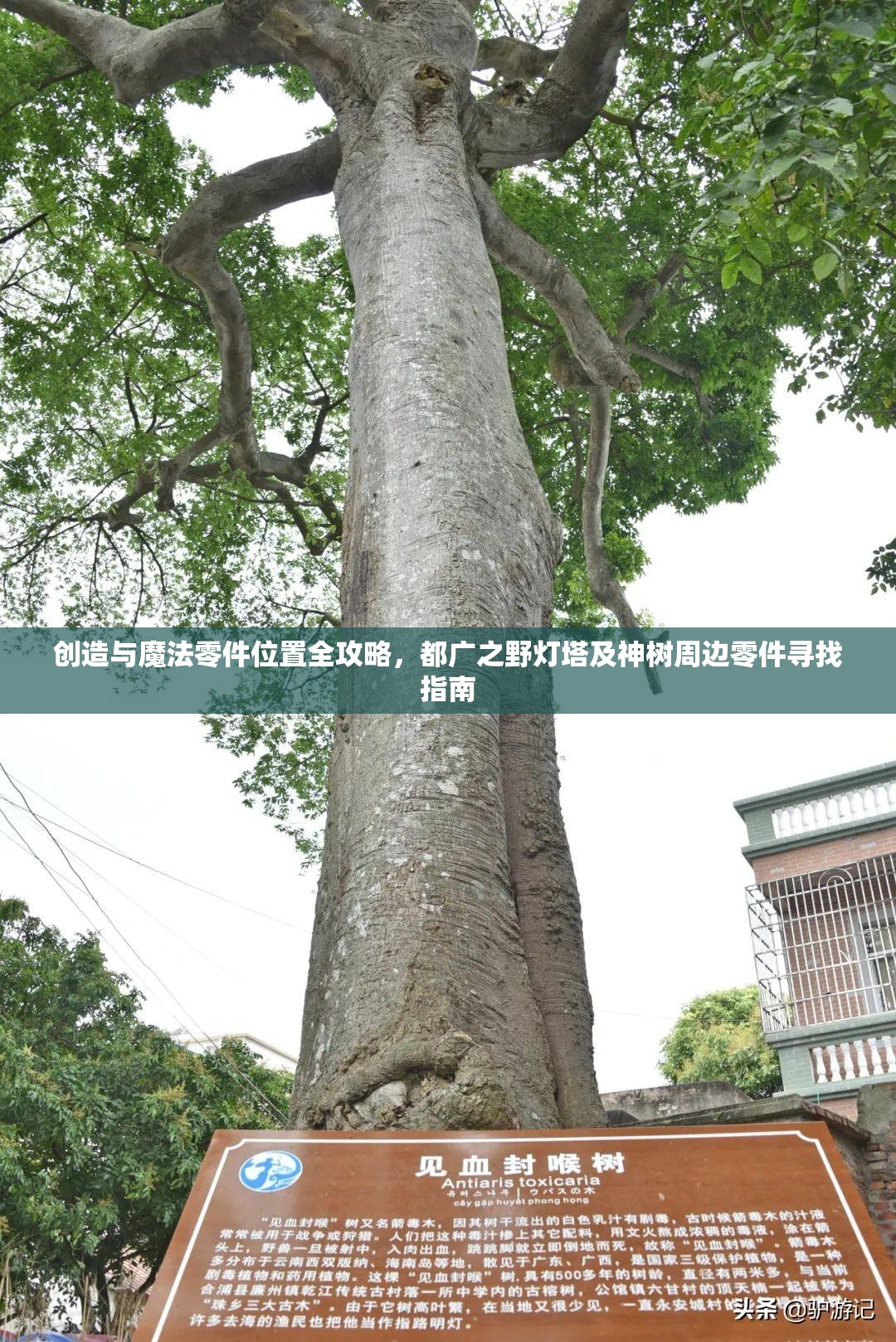 創(chuàng)造與魔法零件位置全攻略，都廣之野燈塔及神樹周邊零件尋找指南