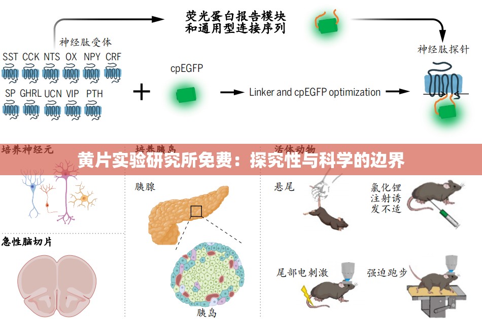 黃片實驗研究所免費：探究性與科學(xué)的邊界
