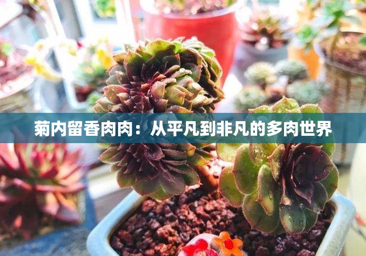 菊內(nèi)留香肉肉：從平凡到非凡的多肉世界