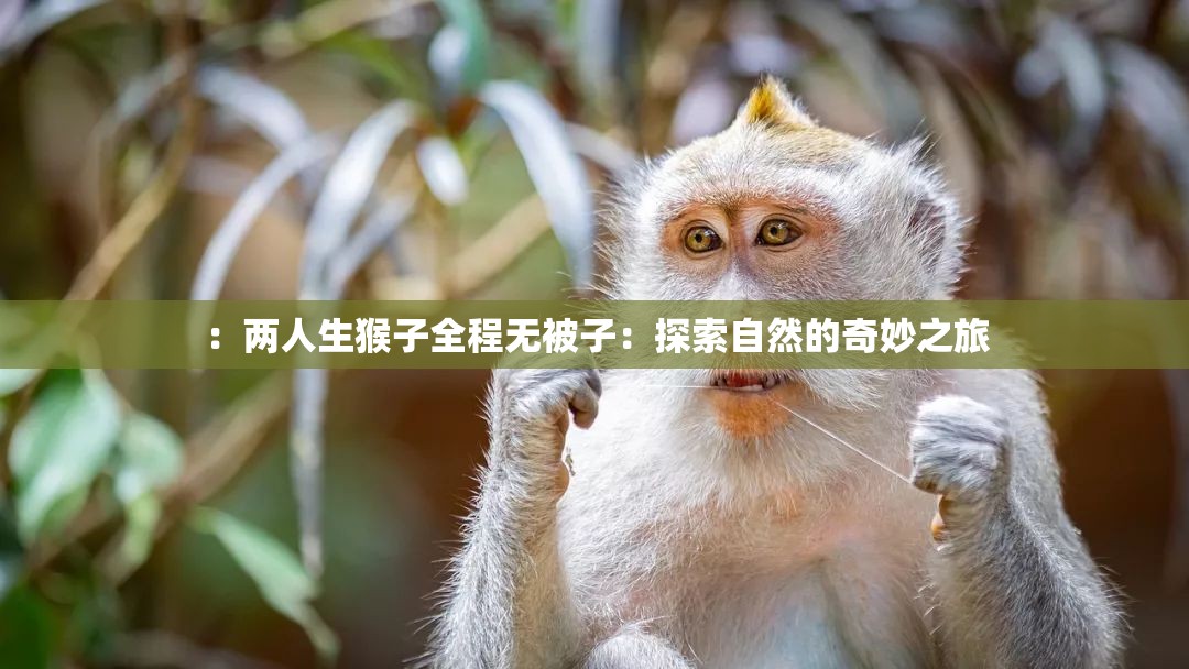 ：兩人生猴子全程無(wú)被子：探索自然的奇妙之旅