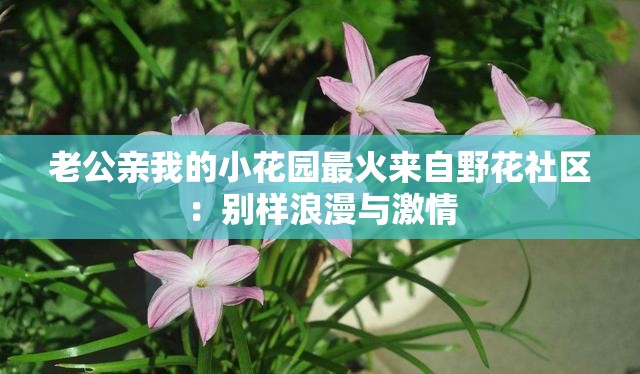 老公親我的小花園最火來自野花社區(qū)：別樣浪漫與激情