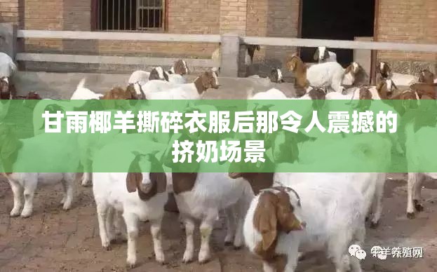 甘雨椰羊撕碎衣服后那令人震撼的擠奶場景