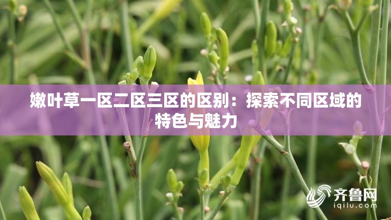 嫩葉草一區(qū)二區(qū)三區(qū)的區(qū)別：探索不同區(qū)域的特色與魅力