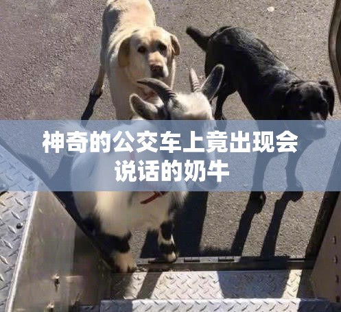 神奇的公交車上竟出現(xiàn)會說話的奶牛