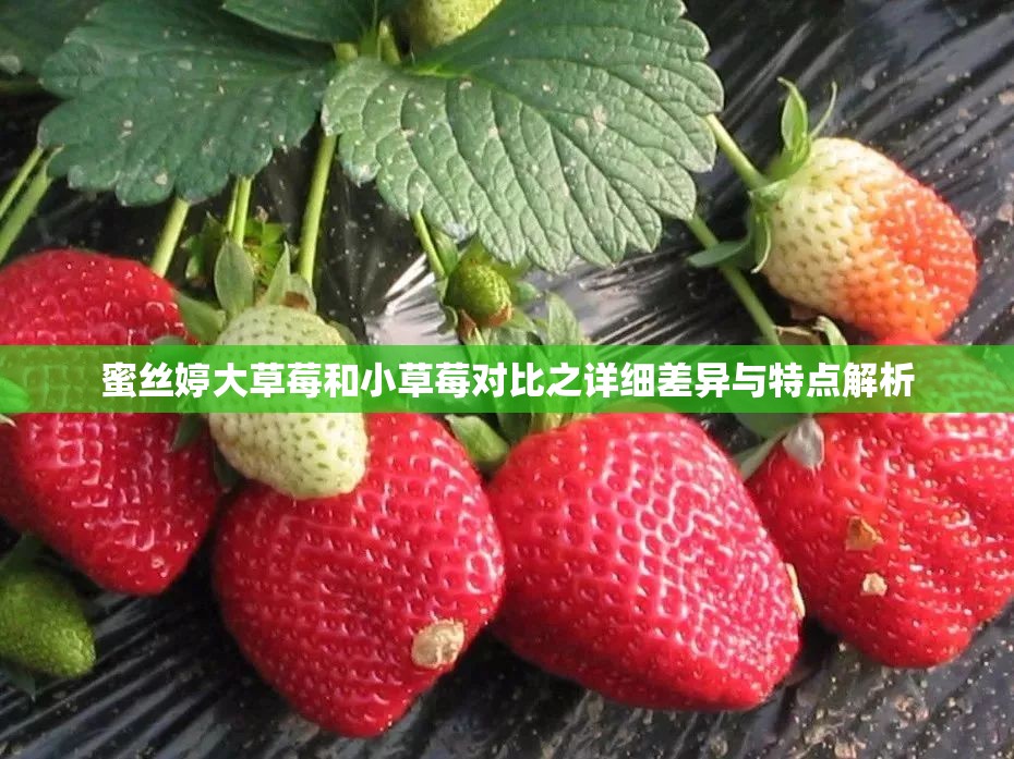 蜜絲婷大草莓和小草莓對比之詳細(xì)差異與特點解析