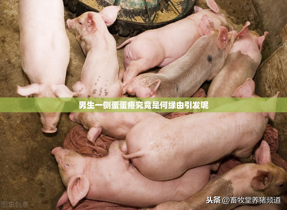 男生一側蛋蛋疼究竟是何緣由引發(fā)呢